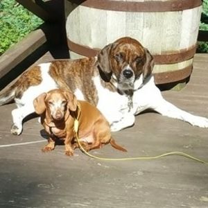 Meet your Posher, Priscilla